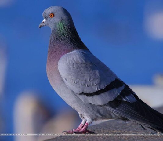 Chennai Pigeon Whatsapp Group Link Join List 2022