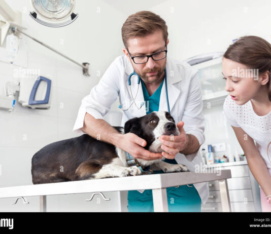 Veterinary Doctors WhatsApp Group Link Join List 2024