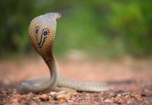 How To Find Snake Charmers Online