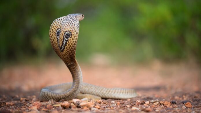 Indian-Snake