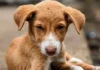 How To Register Online To Rescue Street Animals In Distress