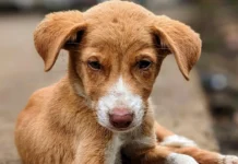 How To Register Online To Rescue Street Animals In Distress