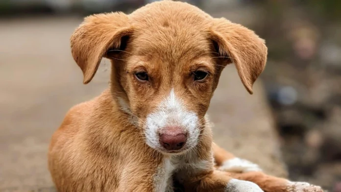 order-to-remove-all-delhi-street-dogs-sparks-outcry-from-animal-welfare-groups-113703314-16x9_0